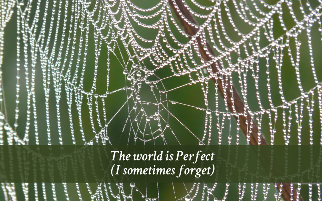 the world is perfect - Jane Tornatore